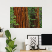 Poster Troncs de Séquoia géant en forêt, Yosemite (Bureau à domicile)