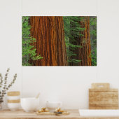 Poster Troncs de Séquoia géant en forêt, Yosemite (Cuisine)