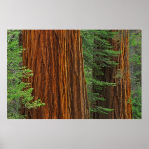 Poster Troncs de Séquoia géant en forêt, Yosemite