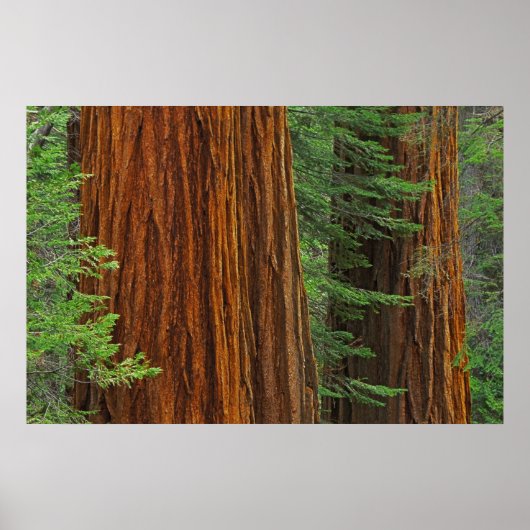 Poster Troncs de Séquoia géant en forêt, Yosemite (Devant)