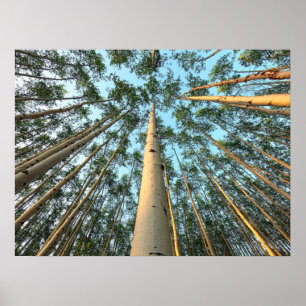 Poster Troncs Et Feuilles D'Aspen, Yukon