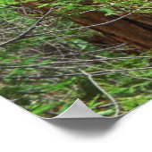 Poster Troncs géants de Sequoia en forêt, Yosemite (Coin)