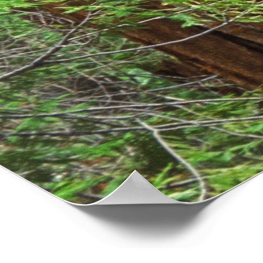 Poster Troncs géants de Sequoia en forêt, Yosemite (Coin)