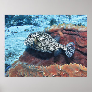 Poster Tronquins tachetés sur le corail