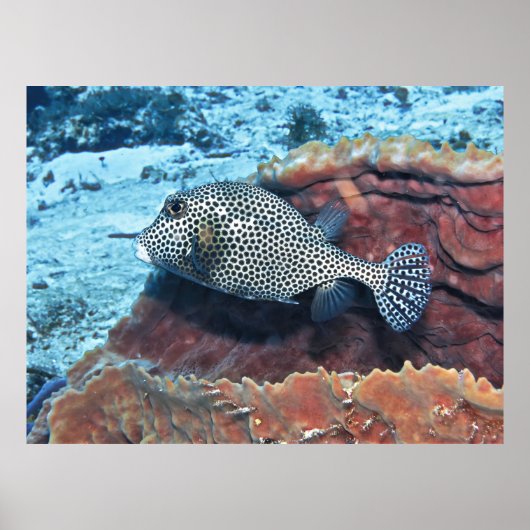 Poster Tronquins tachetés sur le corail (Devant)