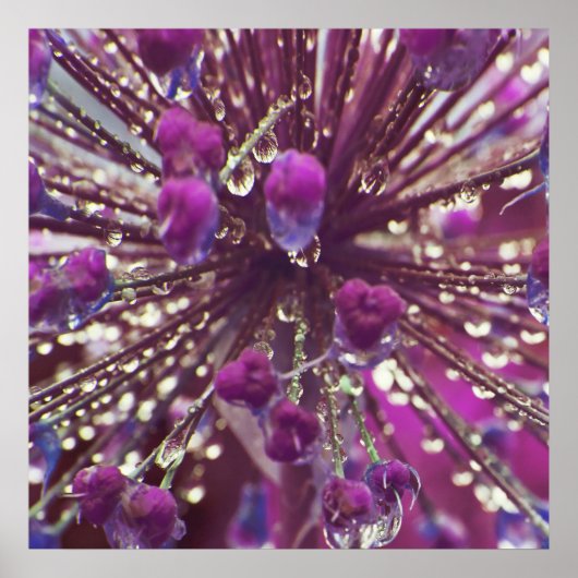 Poster Trop de pluie sur violet Allium Flower Macro Abstr (Devant)