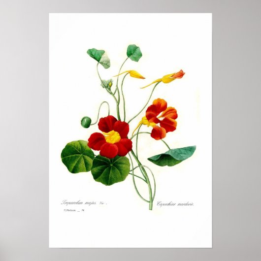 Poster Tropaeolum majus(nasturtium) (Devant)