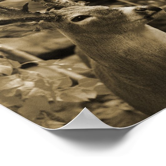 Poster Trophée Deer (Coin)