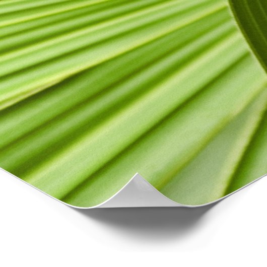 Poster Tropical (Coin)