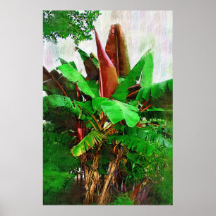 Poster Tropical banana tree foliage - Walk in the Garden