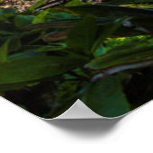 Poster Tropical coastline (Coin)