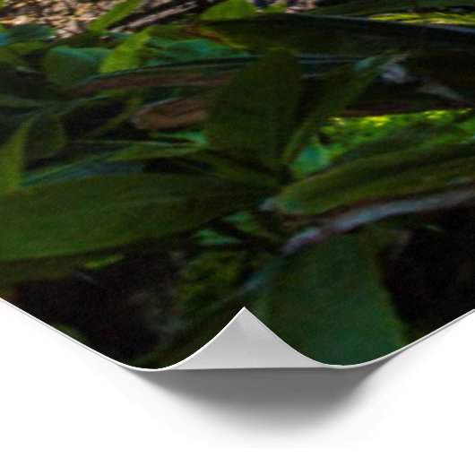 Poster Tropical coastline (Coin)