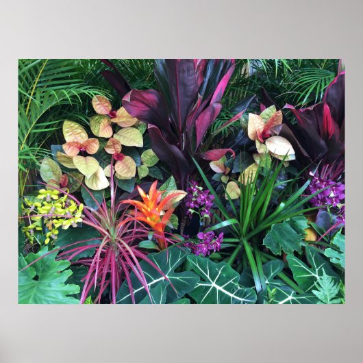 Poster Tropical Hawaiian Flora (Devant)