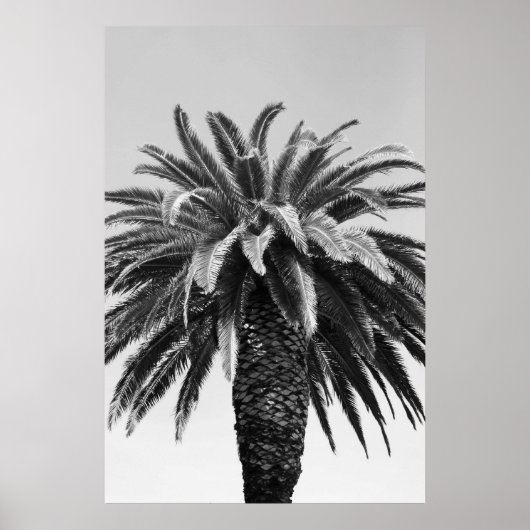 Poster Tropical Palm Tree Poster,Print (Devant)