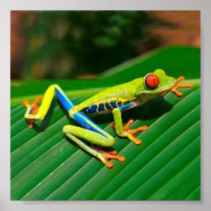 Poster Tropical rainforest green red-eyed tree Frog