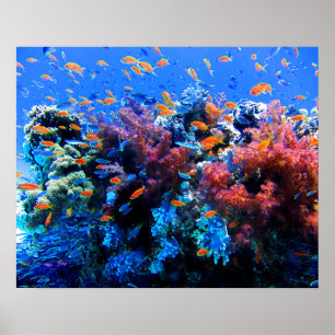 Poster Tropical Underwater Ecosystem