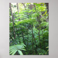 Poster tropisch regenwoud