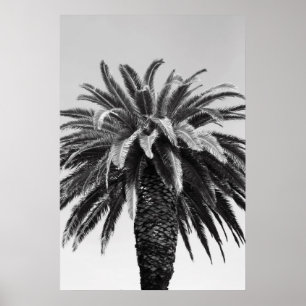 Poster tropische palmboom, afdrukken