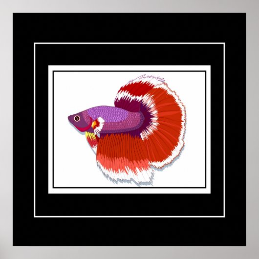 Poster-tropische vis poster (Voorkant)