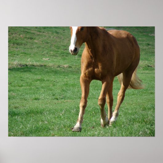 Poster Trot étendu (Devant)