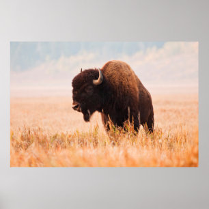 Poster Troupeau De Bison Américain (Bison Bison) À Teton 