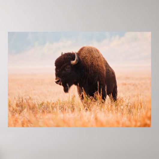 Poster Troupeau De Bison Américain (Bison Bison) À Teton  (Devant)