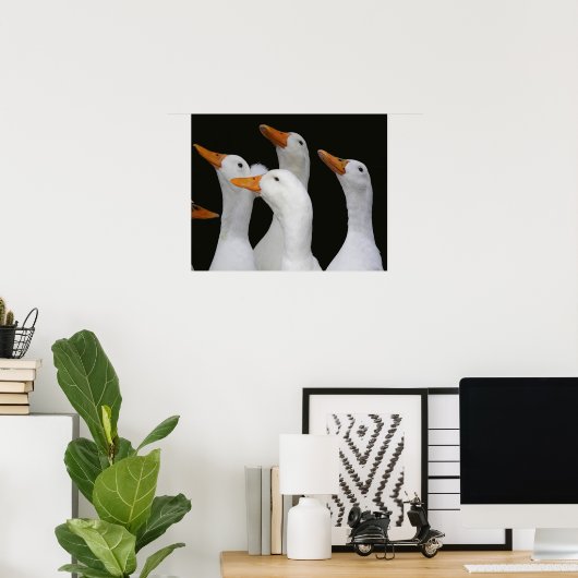 Poster Troupeau de canards blancs photographique (Bureau à domicile)