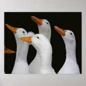Poster Troupeau de canards blancs photographique (Devant)