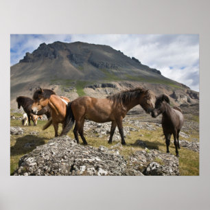 Poster Troupeau de chevaux, près de Hofn, Islande