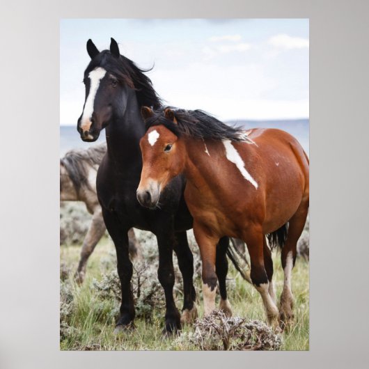 Poster Troupeau de Chevaux sauvages (Devant)