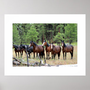 Poster Troupeau de chevaux sauvages