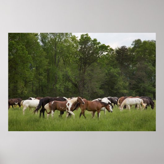 Poster Troupeau de chevaux, Tennessee (Devant)
