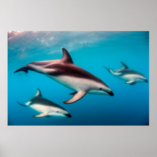 Poster Troupeau de dauphins obscurs au large de Kaikoura
