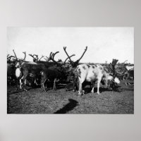 Troupeau de rennes en Alaska Photo
