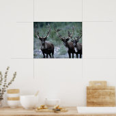 Poster Troupeau de wapitis | Mt. Baring, Washington (Cuisine)