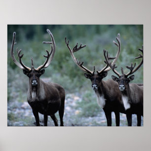 Poster Troupeau de wapitis Mt. Baring, Washington