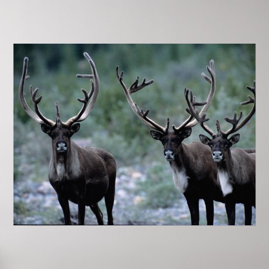 Poster Troupeau de wapitis | Mt. Baring, Washington (Devant)