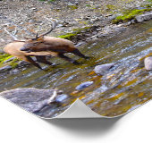 Poster Troupeau de Wapitis Pataugeant dans la Rivière Big (Coin)