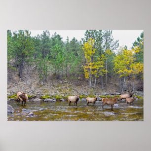 Poster Troupeau de Wapitis Pataugeant dans la Rivière Big