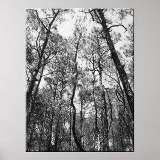 Poster Trous de l'arbre (b/w)