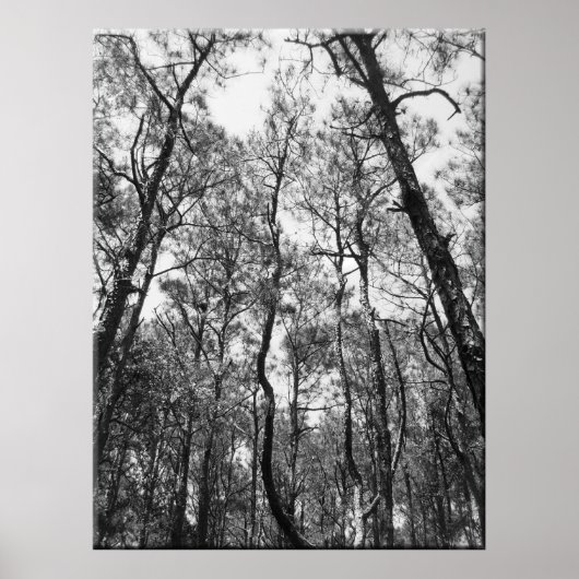 Poster Trous de l'arbre (b/w) (Devant)