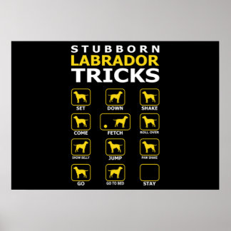 Poster Trucs de chiens du Labrador têtus Drôle