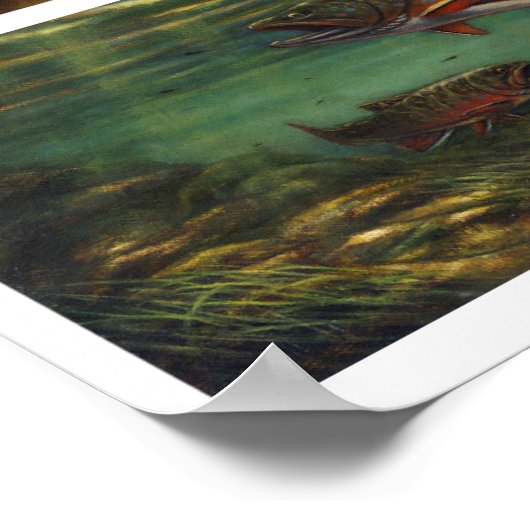 Poster truite (Coin)