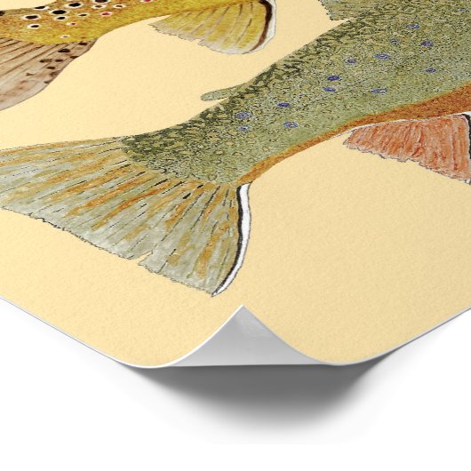 Poster Truite arc-en-ciel, Brown et frite sur arrière - p (Coin)