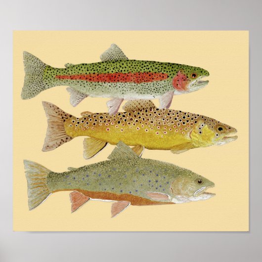 Poster Truite arc-en-ciel, Brown et frite sur arrière - p (Devant)