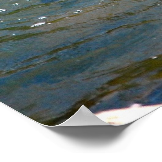 Poster Truite arc-en-ciel (saut) (Coin)