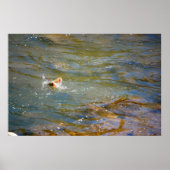 Poster Truite arc-en-ciel (saut) (Devant)