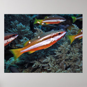 Poster Truite de corail