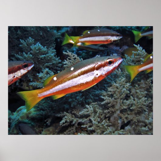 Poster Truite de corail (Devant)