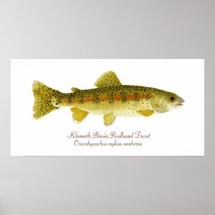 Poster Truite de Redband de bassin de Klameth